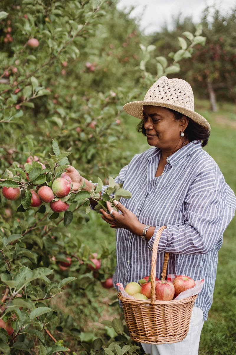 Home Middle-aged woman harvesting ripe apples in an orchard, showcasing organic farming.