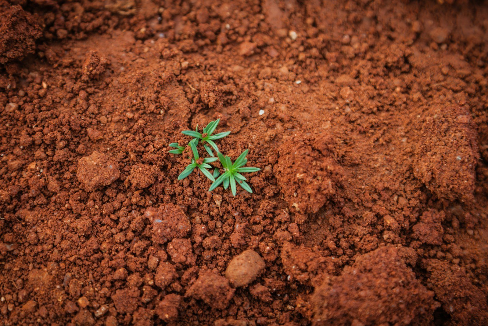 Home green plant on soil