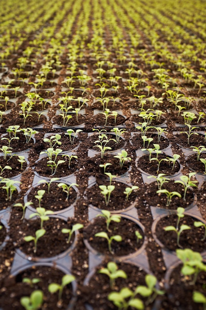 Home green leafed plant field planted on brown soil