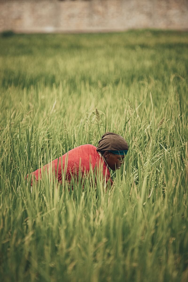 Person in red clothing working in a vibrant, lush green field.