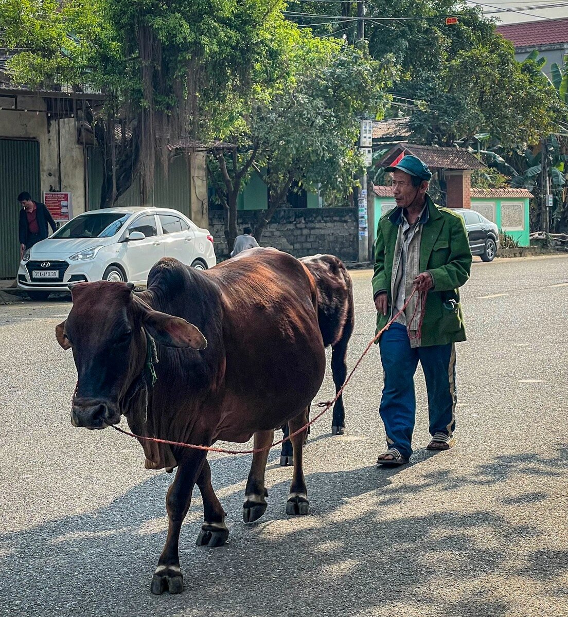 Man walks cow on a paved road